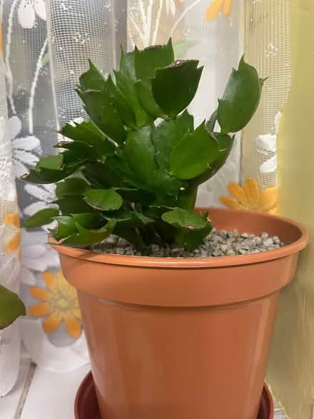 Photo of free Christmas cactus houseplant (Southdown) #1