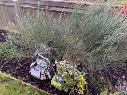 Photo of free Garden plants (Eynsham OX29) #4