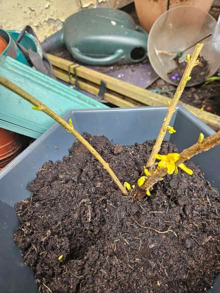 Photo of free Forsythia (Loughborough LE11) #1