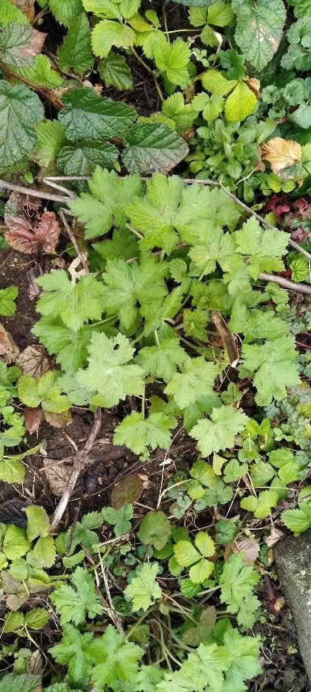 Photo of free Hardly geranium plants (Kennington OX1) #1