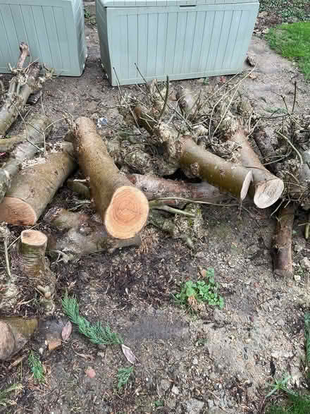 Photo of free logs for wood burning stoves (Cuffley) #3