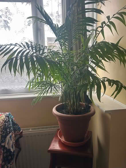 Photo of free Parlor Palm (Iver UB8) #2