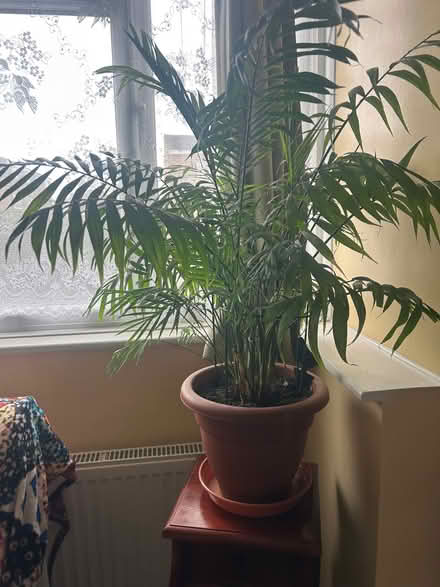Photo of free Parlor Palm (Iver UB8) #1