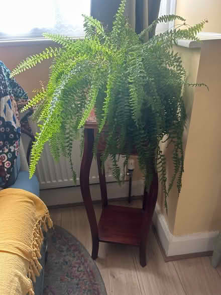 Photo of free Beautiful Boston Fern plant (Iver UB8) #3