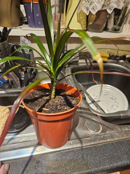 Photo of free Dracaena plants - indoor (Loughborough LE11) #1