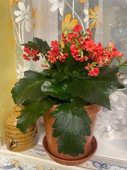 Photo of free Kalanchoe houseplant (Southdown) #1