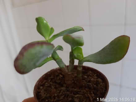 Photo of free Little jade plant in Ø6.5cm pot (Edgwarebury Lane) #4