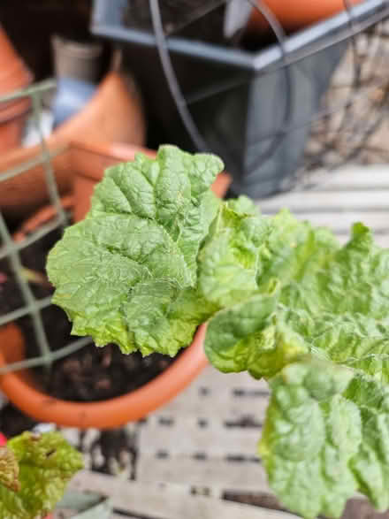 Photo of free Rhubarb crowns to plant (Loughborough LE11) #1