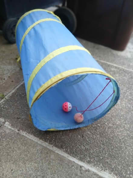 Photo of free Cat Plat Tunnel (SE22) #1