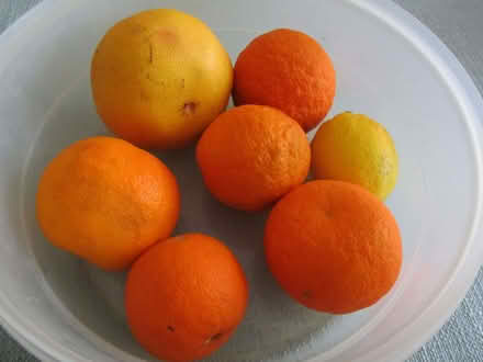 Photo of free Marmalade Oranges (Purley CR8) #1