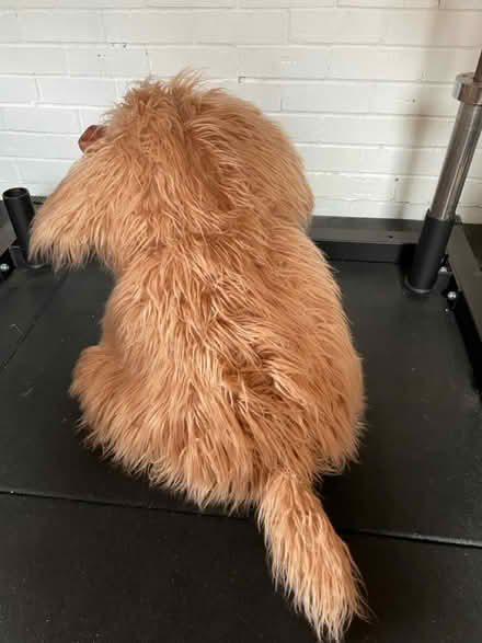 Photo of free Large Plush Cow (Newport, TF10) #3