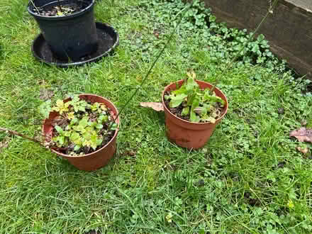 Photo of free Jasmine- climbing (Cove GU14) #2