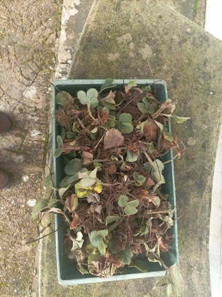 Photo of free Strawberry Runners (West Peckham ME18) #1