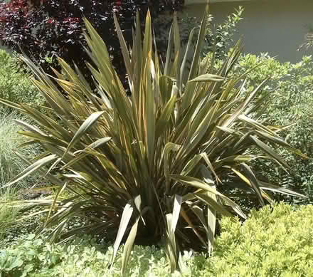 Photo of free New Zealand Flax (Near Prospect High School) #1