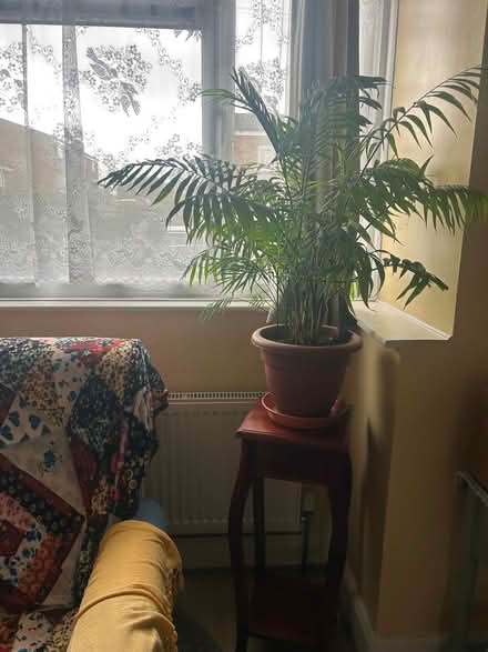 Photo of free Parlor Palm (Iver UB8) #3