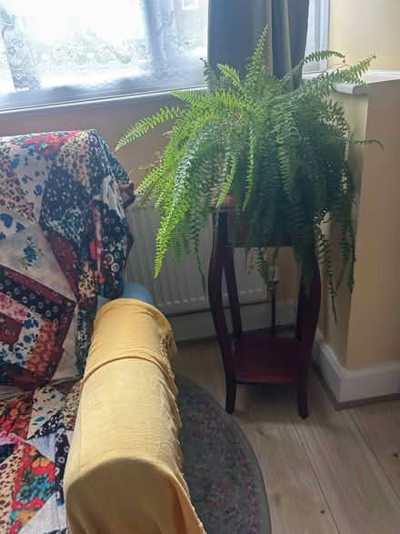 Photo of free Beautiful Boston Fern plant (Iver UB8) #2