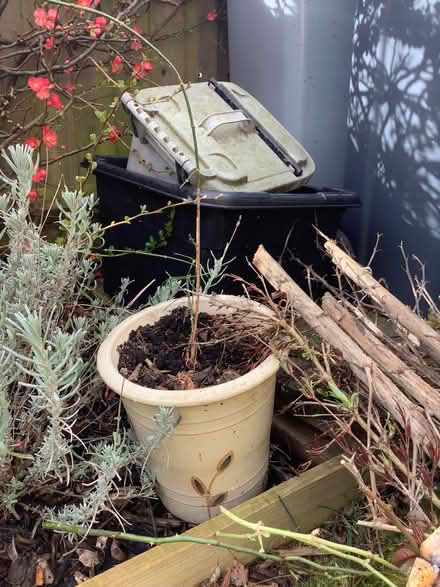 Photo of free Garden plants (Eynsham OX29) #3