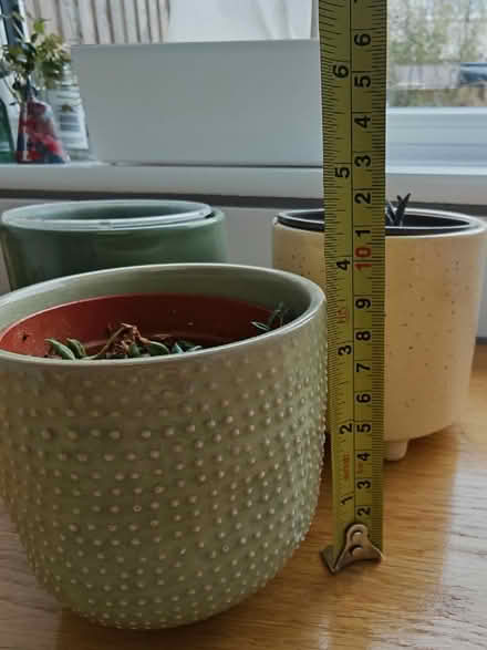 Photo of free House plants (CT17) #4