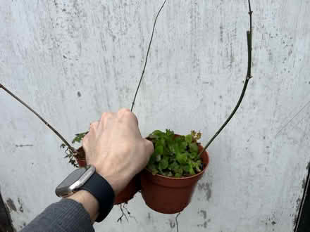 Photo of free Jasmine- climbing (Cove GU14) #1