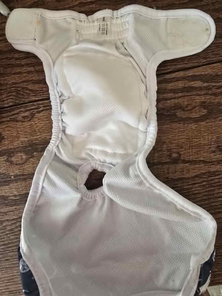 Photo of free Dog "diaper" (Wards Corner) #1