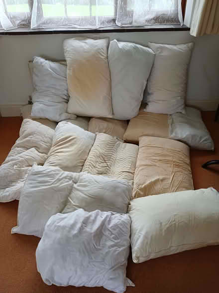 Photo of free Pillows (Chalvington BN27) #1