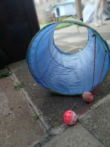 Photo of free Cat Plat Tunnel (SE22) #3