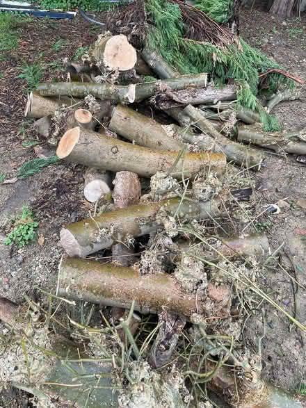 Photo of free logs for wood burning stoves (Cuffley) #1