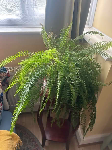 Photo of free Beautiful Boston Fern plant (Iver UB8) #4