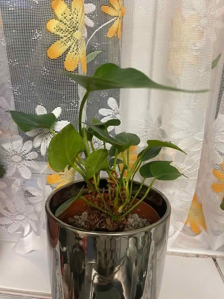 Photo of free Anthurium houseplant (Southdown) #1