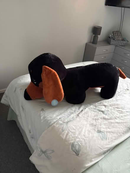 Photo of free Stuffed toy dog (NG8) #2