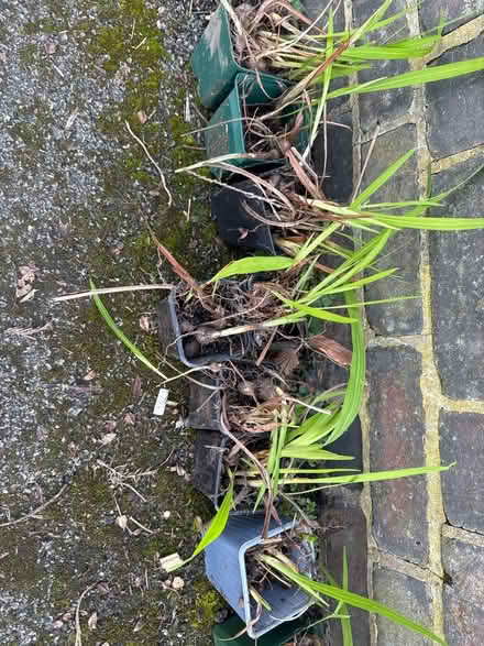 Photo of free Crososmia (Stirchley B30) #3