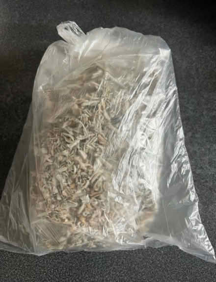 Photo of free Sage tea/ada chai (Hove) #1