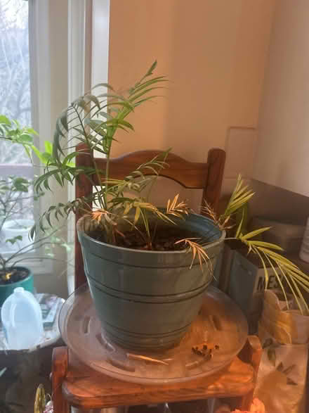 Photo of free Fern type plant (Ashburn, Virginia) #1