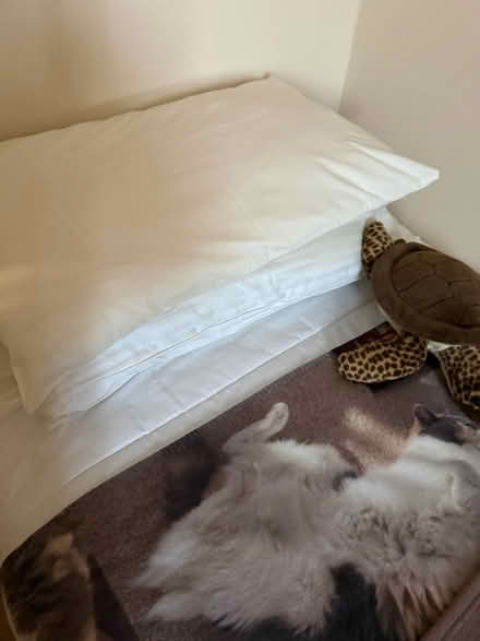 Photo of free Two pillows (BN16 /DQ) #1