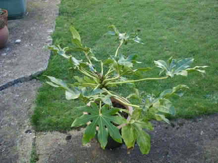 Photo of free Fatsia plant (Coleview SN3) #1