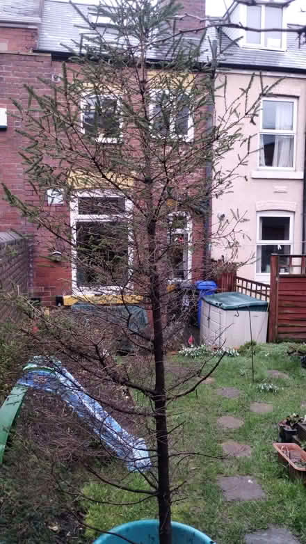 Photo of free Tree (red spruce, looks like a Christmas tree) (Lowfield S2) #1