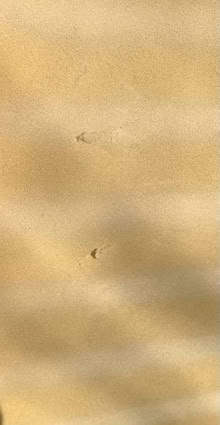 Photo of free Mattress Foam Only - without cover - 137cm X 70cm X 8.5cm (Surbiton KT6) #3