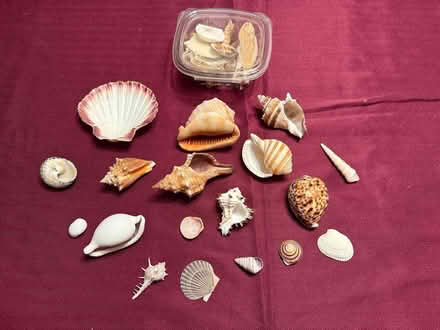Photo of free Box of pretty shells (Winchester) #1