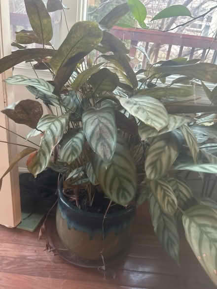 Photo of free Plant (Ashburn, Virginia) #1