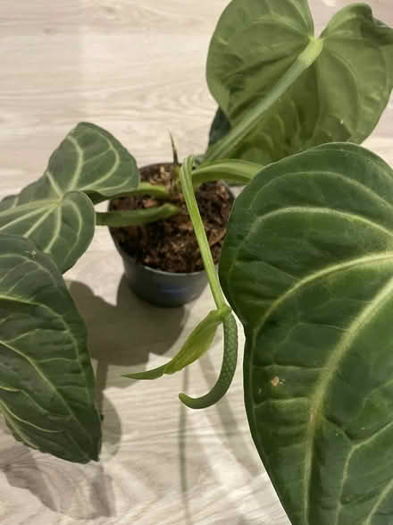 Photo of free Anthurium Villenaorum (Whitechapel E1) #3