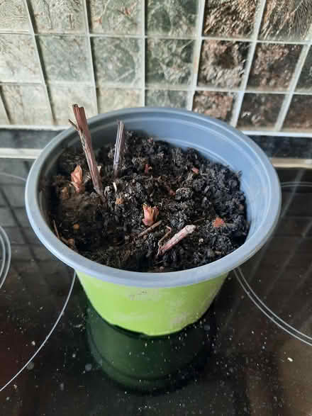 Photo of free White Lysmachia (Morden SM4) #3