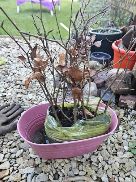 Photo of free Beech saplings x9 (East Oxford, OX4) #2