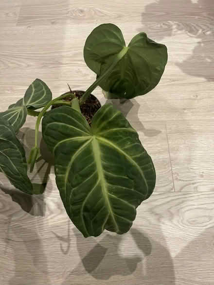 Photo of free Anthurium Villenaorum (Whitechapel E1) #4