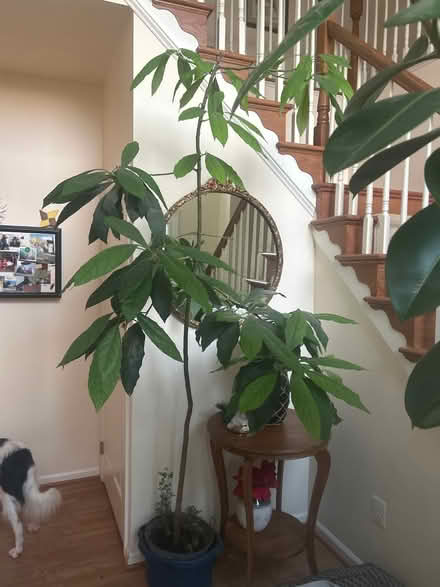 Photo of free Avacodo tree (Ashburn, Virginia) #1
