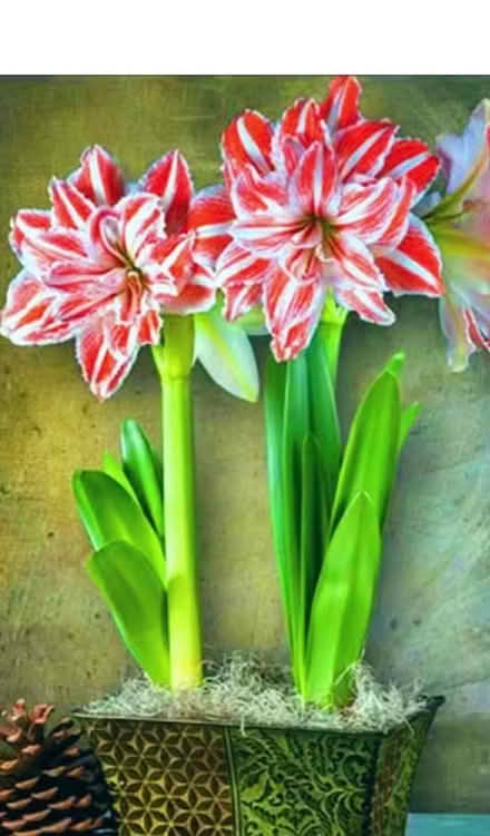 Photo of free Amaryllis bulb (Near Cameron Toll EH16) #2