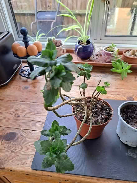 Photo of free Houseplants x 2 (High Town LU2) #2