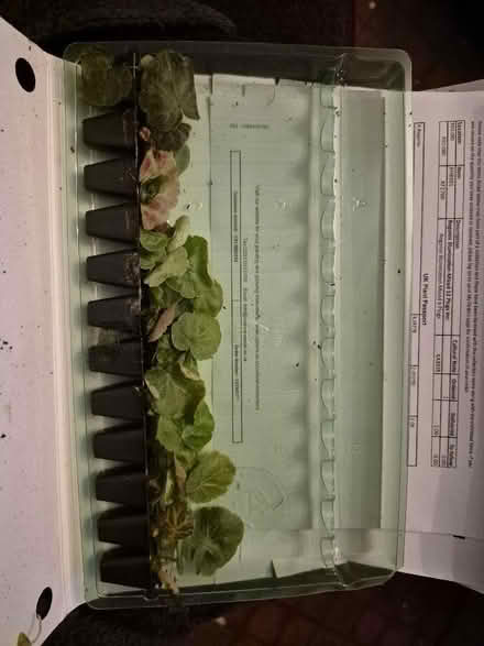 Photo of free Begonias - need potting now (Hollinswood TF3) #1