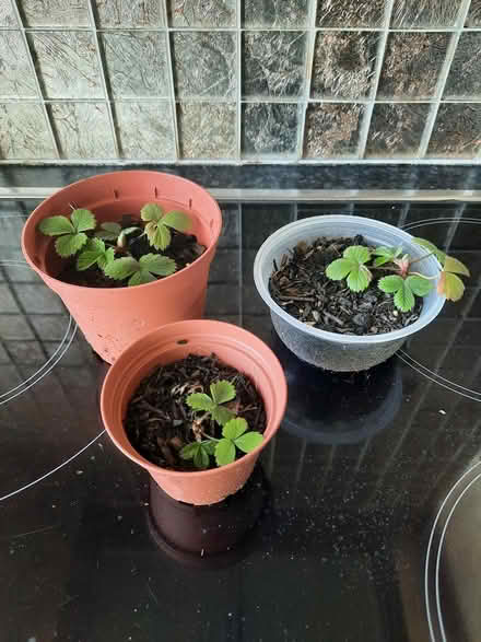 Photo of free 3 Alpine Strawberry plants (Morden SM4) #3