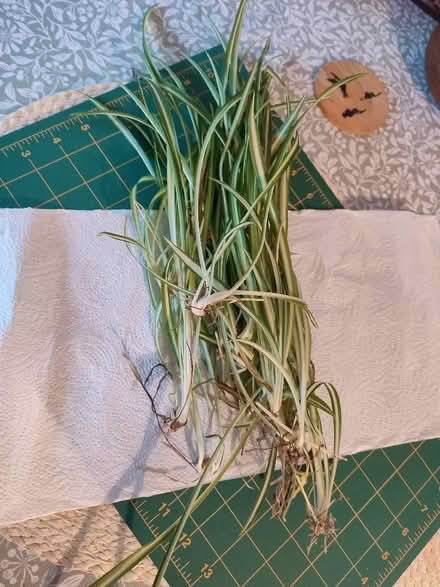 Photo of free Spider plants (Central Preston PR1) #1