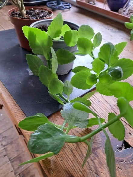 Photo of free Houseplants x 2 (High Town LU2) #1